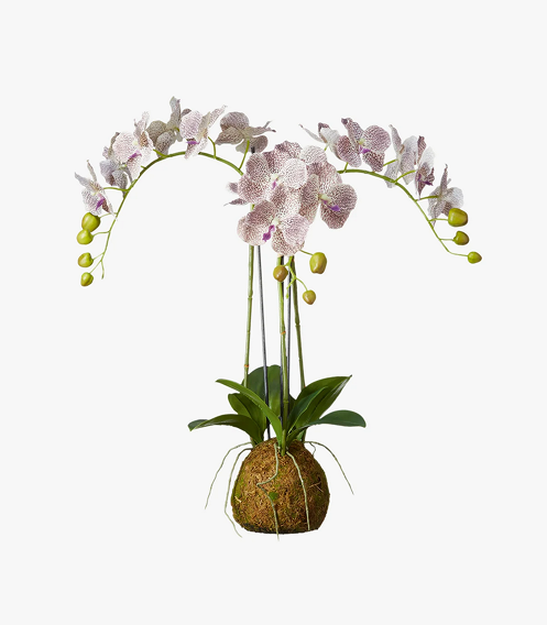 Elegant Orchid Arrangement
